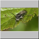 Dolerus sp - Blattwespe 07a 6mm.jpg